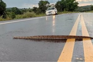Motoristas param para esperar sucuri atravessar tranquilamente a BR-262 na minha deste sábado