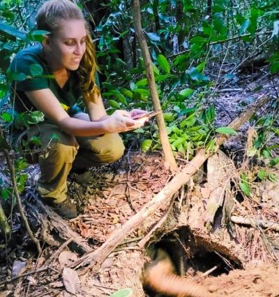 Tatu-canastra de 40 kg e 1,57m é encontrado no Parque do Pombo em Três Lagoas-MS