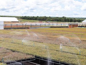 Sustentabilidade e Tecnologia: como a MS Florestal reduz o consumo de água no viveiro de Água Clara Sustentabilidade e Tecnologia: como a MS Florestal reduz o consumo de água no viveiro de Água Clara