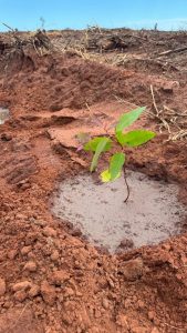 Suzano adota solução sustentável para reduzir efeitos das mudanças climáticas nas florestas plantadas de eucalipto Suzano adota solução sustentável para reduzir efeitos das mudanças climáticas nas florestas plantadas de eucalipto