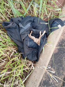 Moradora denuncia o descarte de animais próximo à sua casa, em bairro de Água Clara