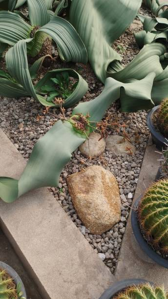 A planta mais misteriosa do mundo em 2025 é a Welwitschia mirabilis, uma espécie única do deserto que vive mais de 2.000 anos com apenas duas folhas.