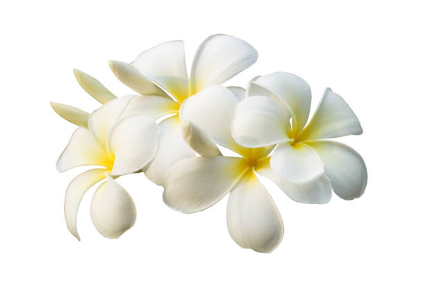 As 7 Flores Mais Lindas Para Decorar Sua Sala e Cozinha