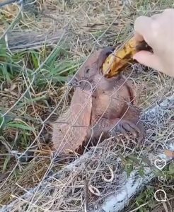 Tatus famintos em reserva militar de Três Lagoas preocupam Moradoras que fazem caminhada Tatus famintos em reserva militar de Três Lagoas preocupam Moradoras que fazem caminhada