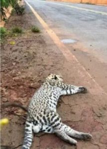Dois filhotes de jaguatirica  m0rreram atropelados em rodovias na região de Água Clara-MS
