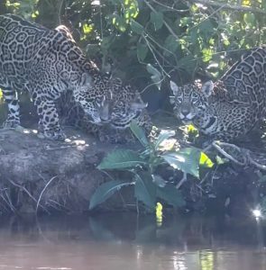 Pescadores se deparam com três onças-pintadas adultas à beira de um barranco Pescadores se deparam com três onças-pintadas adultas à beira de um barranco