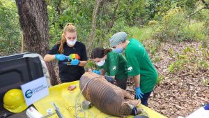 Suzano e ICAS se unem para promover a conservação do tatu-canastra em Mato Grosso do Sul Suzano e ICAS se unem para promover a conservação do tatu-canastra em Mato Grosso do Sul