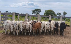 Funcionário é preso em flagrante por furto de gado e posse ilegal de armas em fazenda