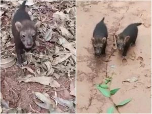 Eldorado Brasil registra 460 espécies de animais silvestres em suas áreas florestais Eldorado Brasil registra 460 espécies de animais silvestres em suas áreas florestais
