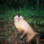Suzano e UFMS firmam parceria para proteção do macaco-prego-do-papo-amarelo no Cerrado Sul-mato-grossense
