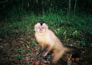 Suzano e UFMS firmam parceria para proteção do macaco-prego-do-papo-amarelo no Cerrado Sul-mato-grossense