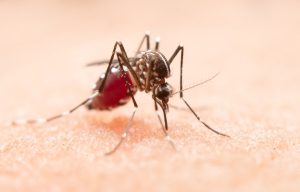 Prefeitura de Água Clara realiza Mutirão contra a Dengue a partir desta quinta (12)