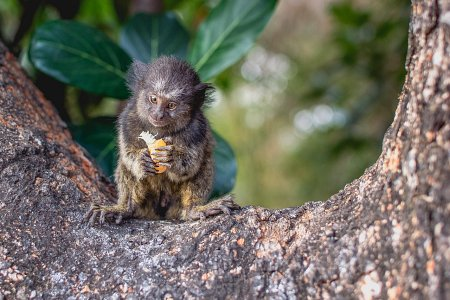 Como o Monitoramento Animal Está Moldando o Futuro da Conservação