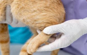 Prefeitura de Água Clara promove castração gratuita de cães e gatos