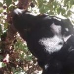Cachorros podem comer jaboticaba? O que acontece se isso ocorrer?