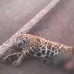 Mais uma onça-pintada morre atropelada na rodovis BR-262