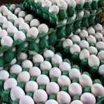 OVOS BRANCOS: QUEDA DE PREÇO E FORNECEDORES EM DESTAQUE