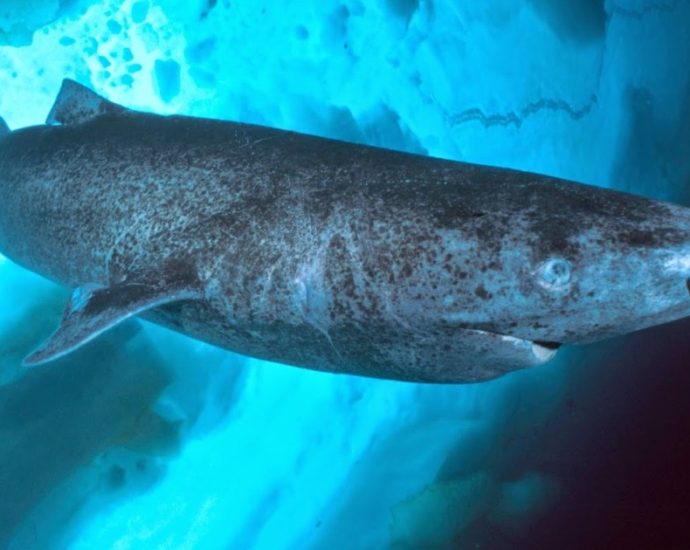 TUBARÕES DA GROENLÂNDIA: A VISÃO E LONGEVIDADE EXPLICADAS