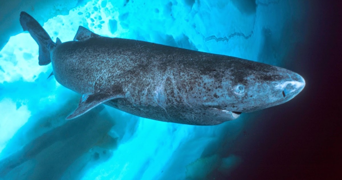 TUBARÕES DA GROENLÂNDIA: A VISÃO E LONGEVIDADE EXPLICADAS