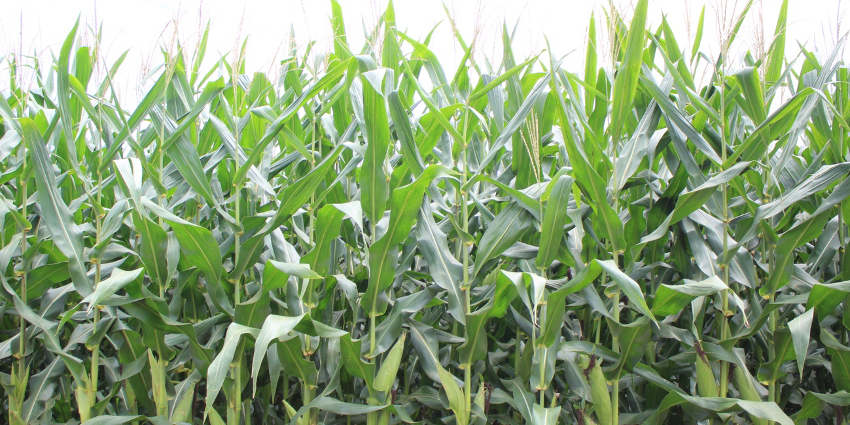 FPA: ANÁLISE DE MÍDIA E OS IMPACTOS NO SETOR AGROPECUÁRIO