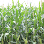 MILHO SAFRINHA: DECISÕES CERTAS NO PLANTIO