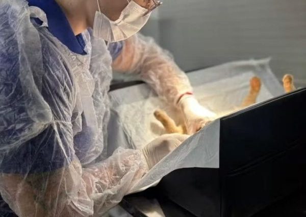 CASTRAMÓVEL: INICIA ATIVIDADES EM ANDRADINA EM 2026