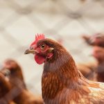 CASCUDINHO: IMPACTOS NA AVICULTURA E SOLUÇÕES PRÁTICAS