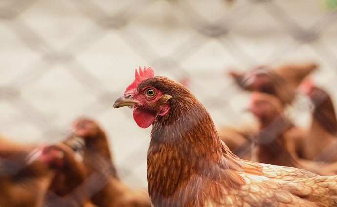 CASCUDINHO: IMPACTOS NA AVICULTURA E SOLUÇÕES PRÁTICAS