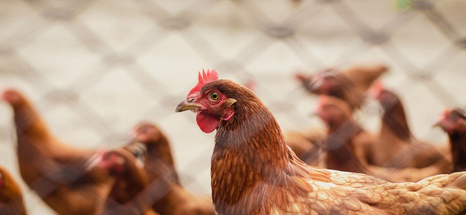 CASCUDINHO: IMPACTOS NA AVICULTURA E SOLUÇÕES PRÁTICAS