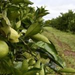 CITRICULTURA: PRAZO PARA RELATÓRIO TERMINA EM 15 DE JANEIRO