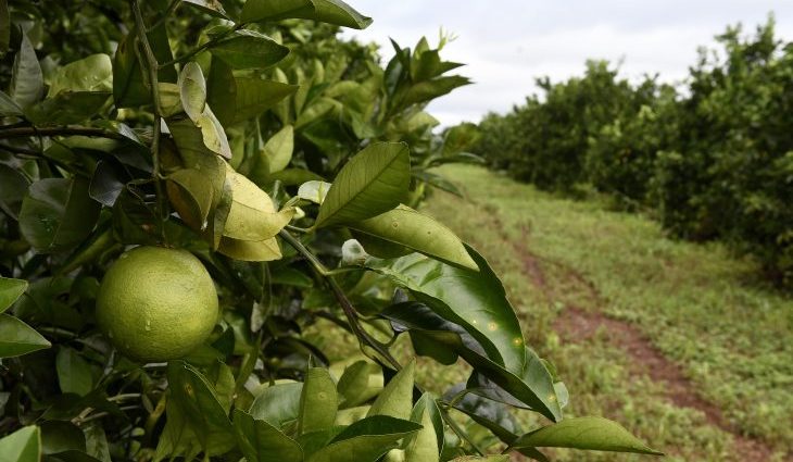 CITRICULTURA: PRAZO PARA RELATÓRIO TERMINA EM 15 DE JANEIRO