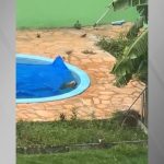 CACHORRO SALVO DE AFOGAMENTO EM PISCINA EM MT