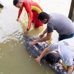 PEIXE-BOI: RESGATE E REABILITAÇÃO DE ANIMAL VULNERÁVEL