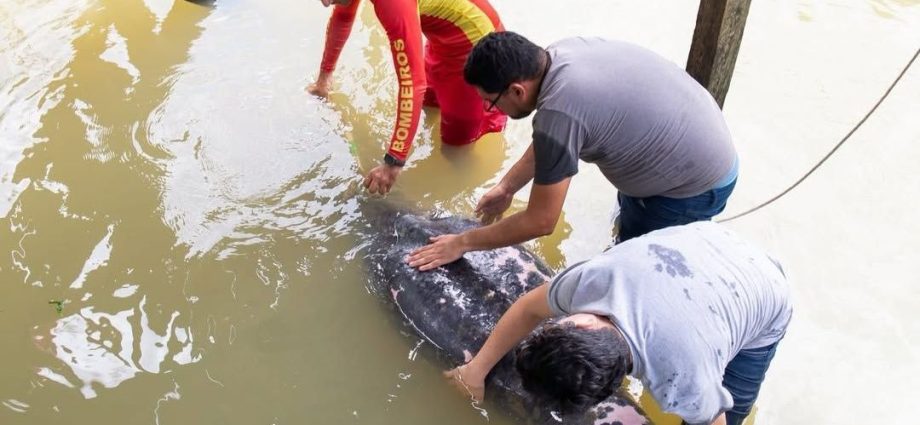 PEIXE-BOI: RESGATE E REABILITAÇÃO DE ANIMAL VULNERÁVEL