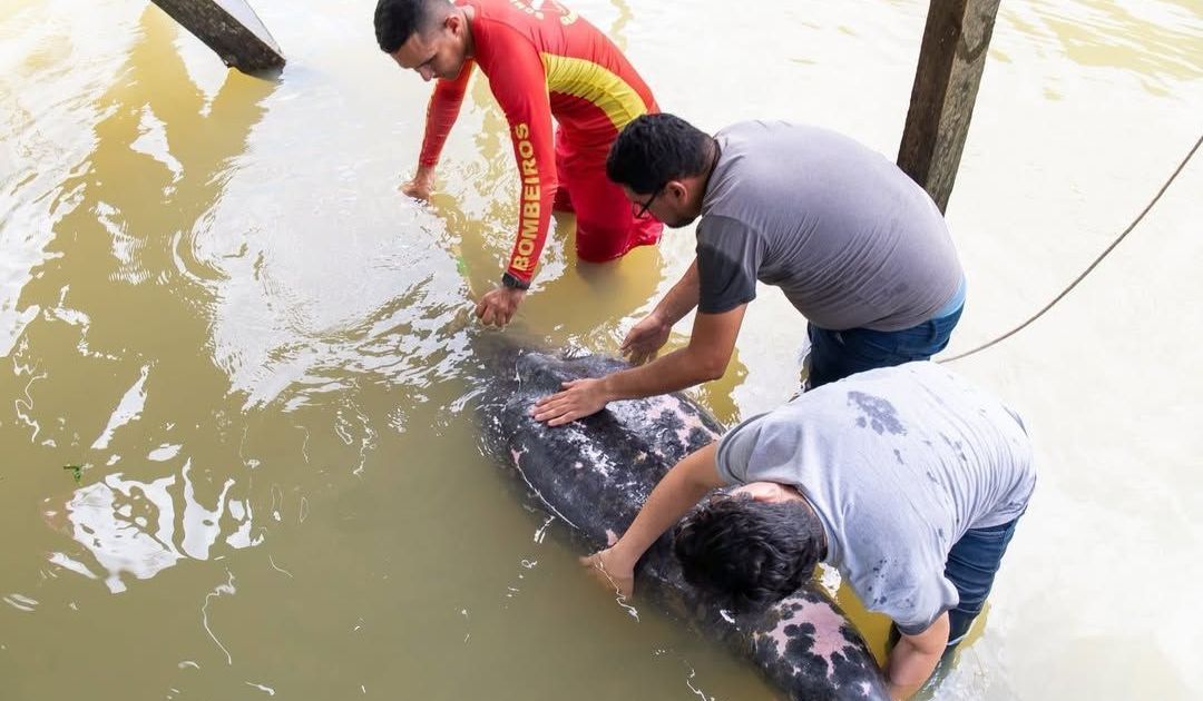 PEIXE-BOI: RESGATE E REABILITAÇÃO DE ANIMAL VULNERÁVEL