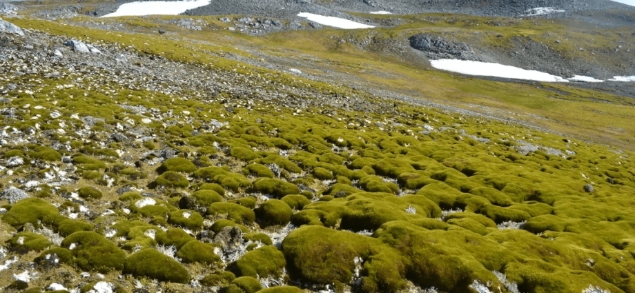 ANTÁRTICA: PESQUISA REVELA PAISAGEM DESCONHECIDA