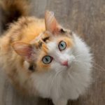 HIDRATAÇÃO DOS PETS: DICAS PARA O VERÃO