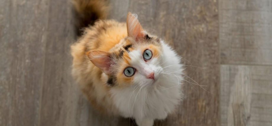 HIDRATAÇÃO DOS PETS: DICAS PARA O VERÃO