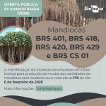 MANDIOCA: EDITAL DA EMBRAPA BENEFICIA VIVEIRISTAS