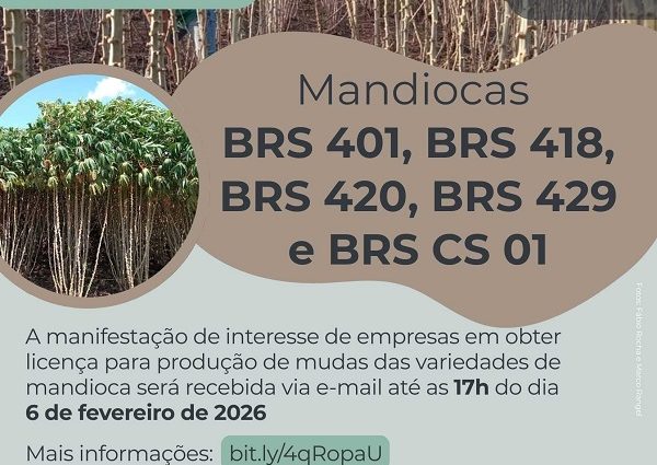 MANDIOCA: EDITAL DA EMBRAPA BENEFICIA VIVEIRISTAS