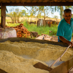FARINHA DE MANDIOCA CASEIRA EM CASTILHO SP: 7 DÉCADAS DE SABOR, TRABALHO E RESISTÊNCIA