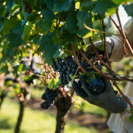 VINÍCOLA AURORA APROXIMA-SE DE 85 MILHÕES DE QUILOS