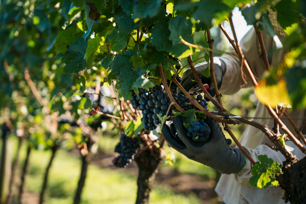 VINÍCOLA AURORA APROXIMA-SE DE 85 MILHÕES DE QUILOS