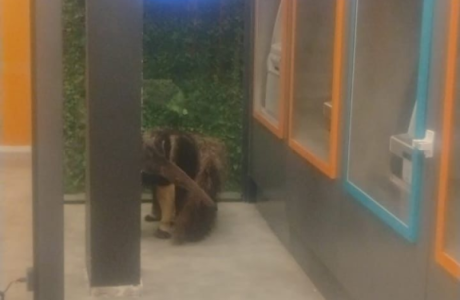 TAMANDUÁ BANDEIRA: RESGATE EM ÁREA URBANA