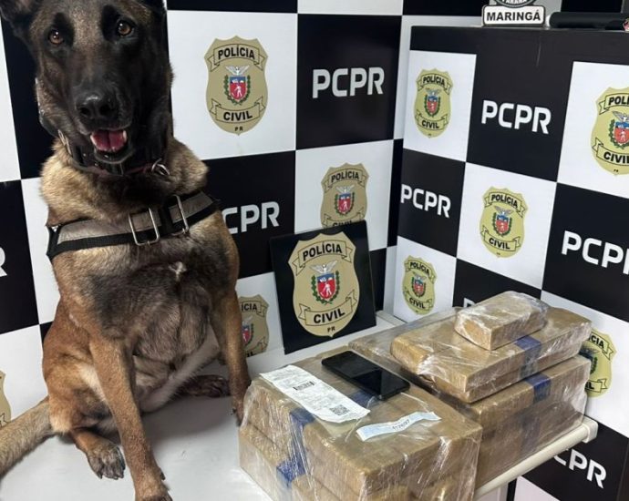 CÃO FAREJADOR: CADELA LOCALIZA DROGAS EM ÔNIBUS
