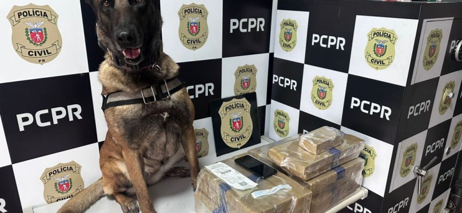 CÃO FAREJADOR: CADELA LOCALIZA DROGAS EM ÔNIBUS