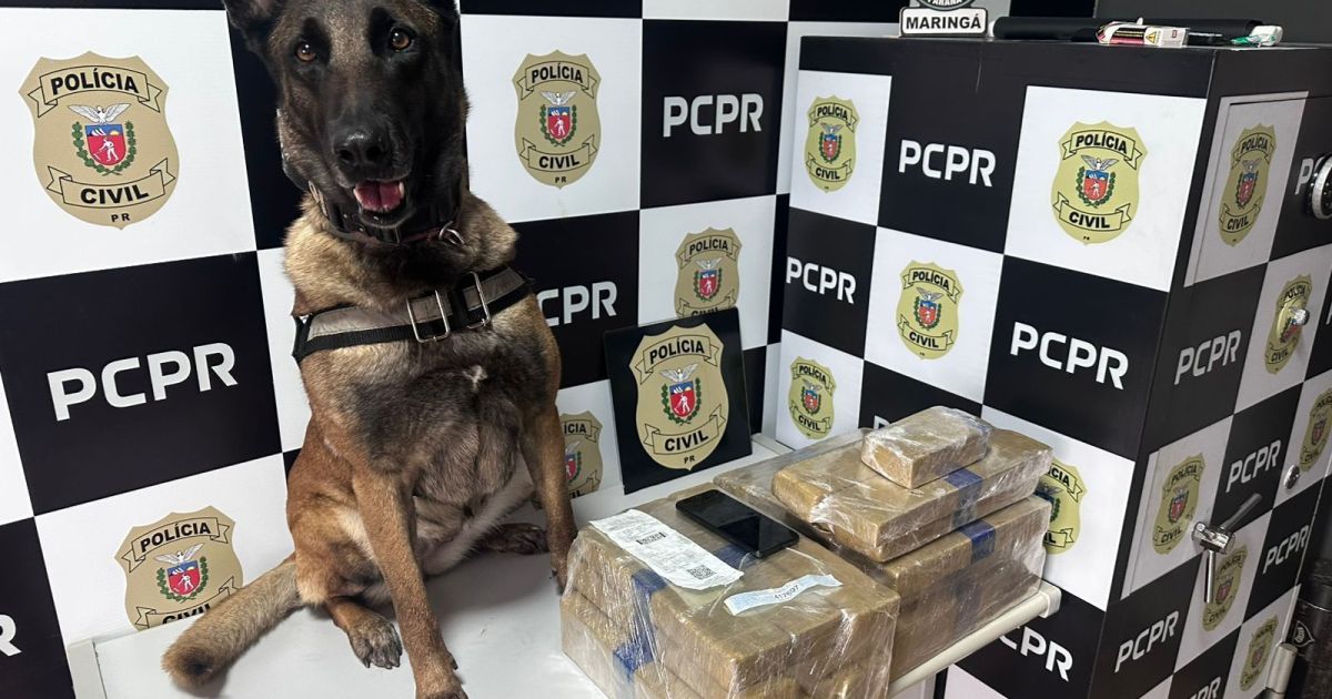CÃO FAREJADOR: CADELA LOCALIZA DROGAS EM ÔNIBUS