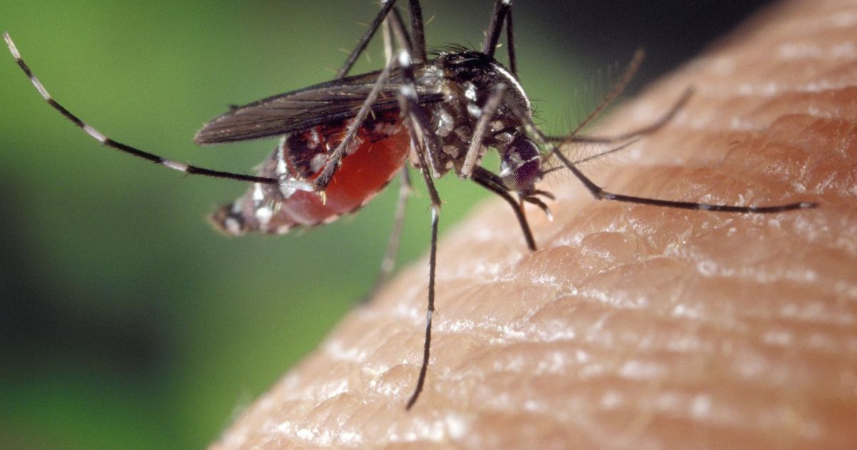 DENGUE: PRIMEIRA MORTE REGISTRADA EM SÃO PAULO EM 2026