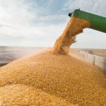 GRÃOS: BRASIL ALCANÇA NOVO RECORD DE PRODUÇÃO