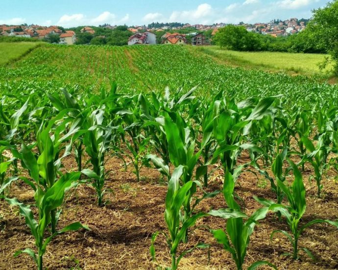 AGRONEGÓCIO E O RISCO CLIMÁTICO: DESAFIOS E SOLUÇÕES